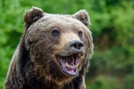 Laughing Bear